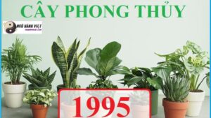 Hình ảnh minh họa Cây Hợp Mệnh Hỏa 1995 (Cây Hợp Mệnh Hỏa 1995)